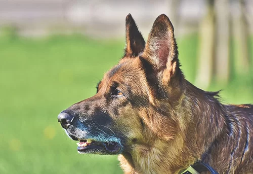 German Shepherd Black and White Jigsaw Puzzle by My Inspiration